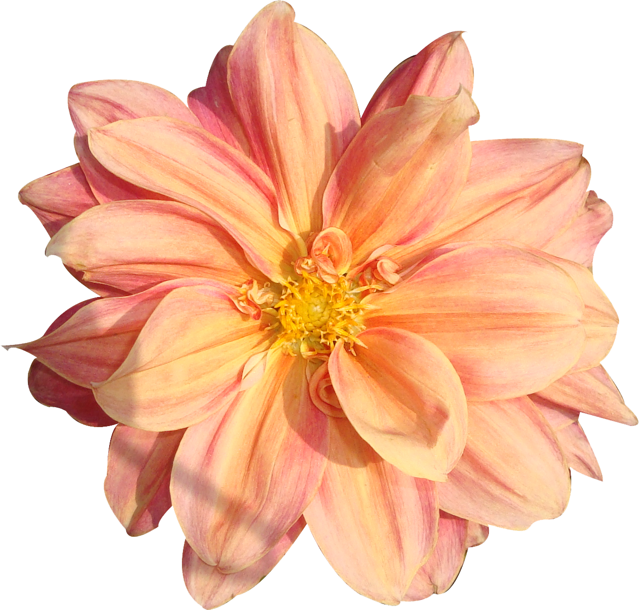 flower image