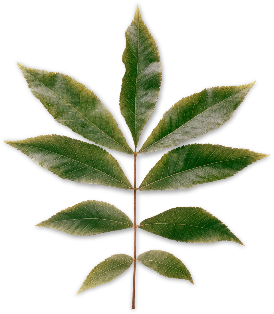 leaf image